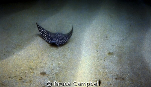 Eagle ray following the contours of the sandy bottom. by Bruce Campbell 